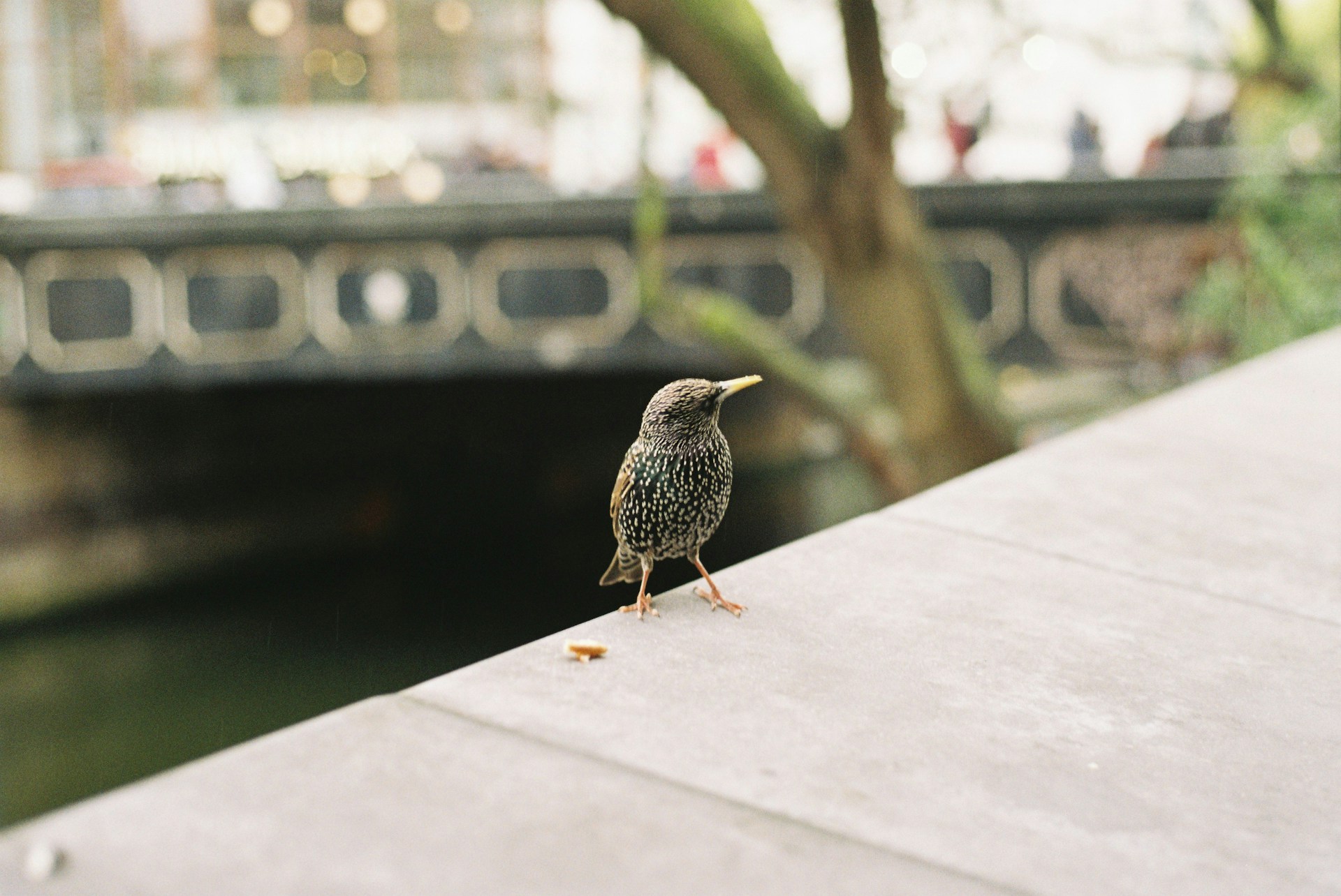 Ethical marketing. Starling on Bridge in Camden