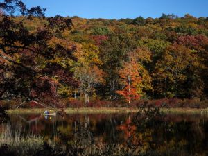 Autumn woodland reflected in a still lake