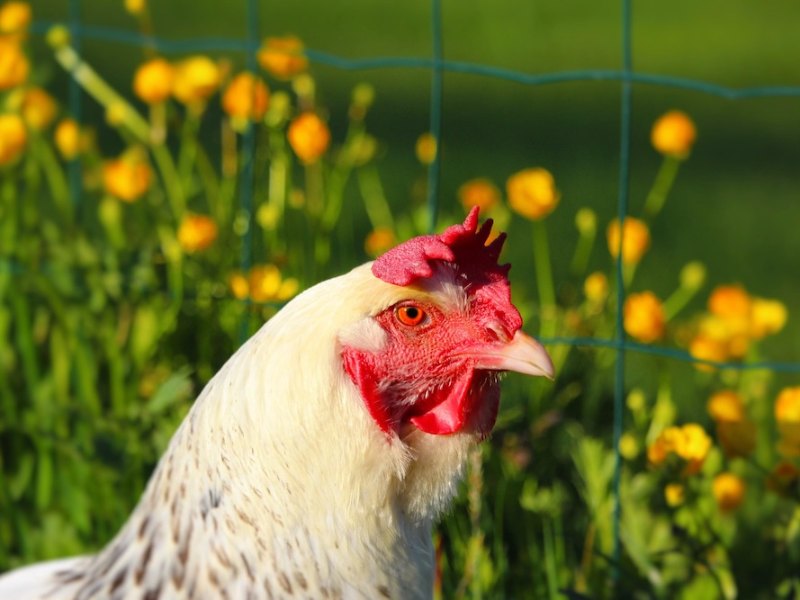 Close-up of a hen among yellow wildflowers